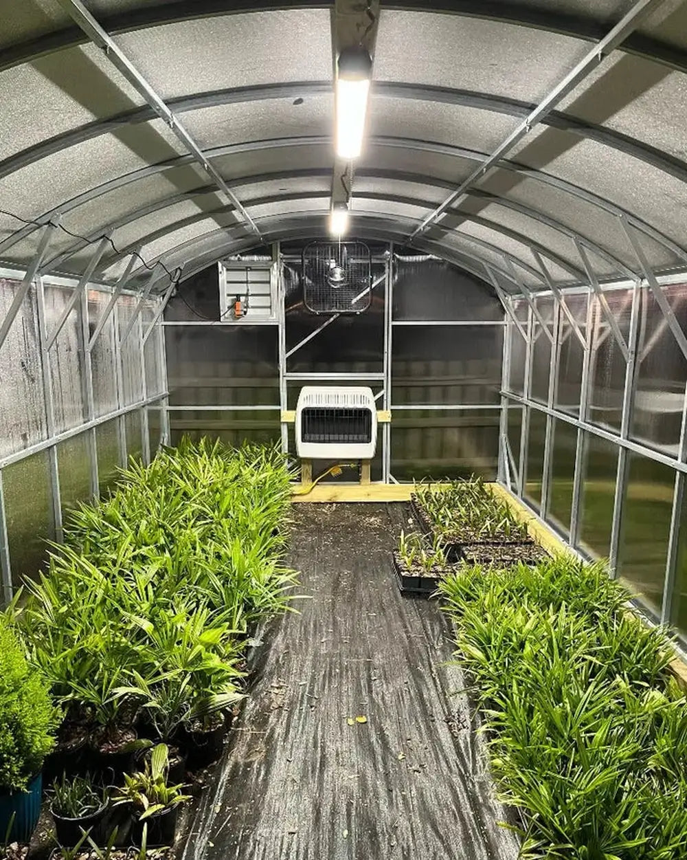 A wide-angle interior shot showing the 19.5-foot length of the GreenhouseToGrow Magnolia kit with overhead lighting, heating, and organized plant rows.