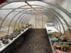 A fully utilized GreenhouseToGrow Camellia 10x13 Greenhouse Kit interior featuring plant benches, succulents, and overhead string lighting on a bark mulch floor.