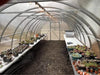Interior view of the GreenhouseToGrow Camellia 10x32.5 Greenhouse Kit featuring long rows of plants on tables and overhead string lights.