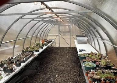 Interior view of a GreenhouseToGrow Camellia 10x19.5 Greenhouse Kit filled with potted succulents and cacti on staging tables with overhead string lighting.