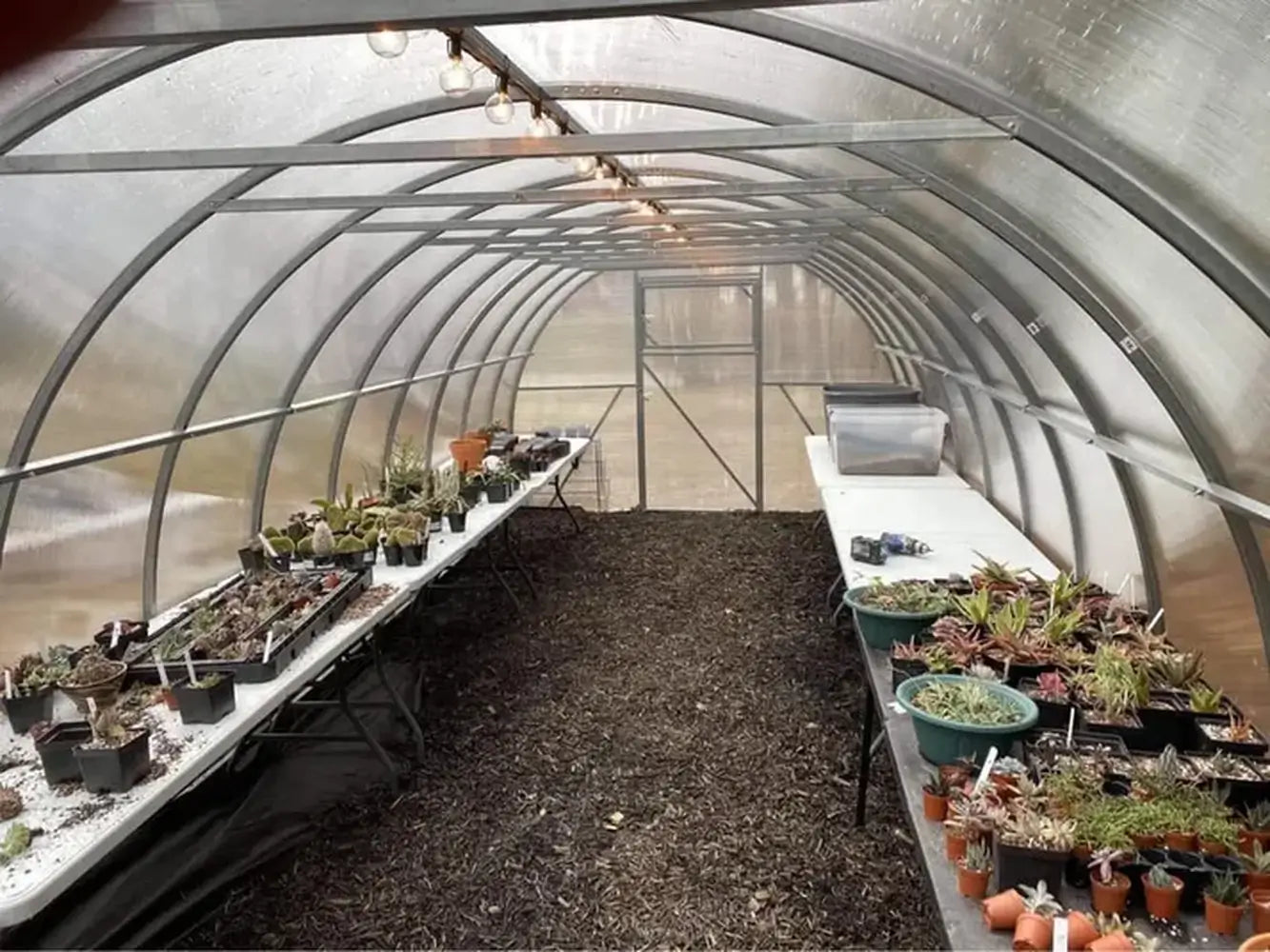 Interior view of a GreenhouseToGrow Camellia 10x26 greenhouse featuring potted succulents and seedlings organized on long staging tables.